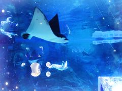 -烟台海昌鲸鲨海洋公园