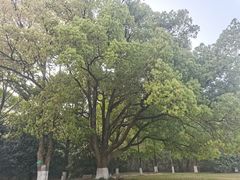 -灵谷景区