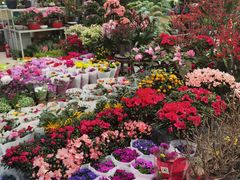-双季花艺园艺市场(浦东店)