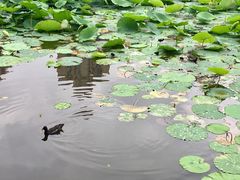 -前关湿地公园