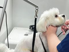 -帕帕拉兹宠物(亚洲旗舰店)