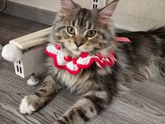 -艾吉宠物医院·疑难杂症转诊中心·猫友好(碧江路院)