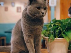 -猫小院猫主题咖啡厅(北锣店)