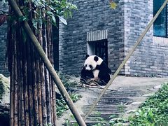 -都江堰中华大熊猫苑