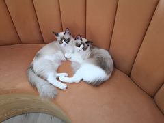 -Bastet sally猫舍购宠(静安店)