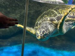-秦皇岛新澳海底世界
