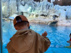 -帝企鹅自助餐厅•儿童岛•真企鹅(长隆企鹅酒店)