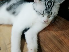 -李小姐の猫咖啡馆(五角场店)