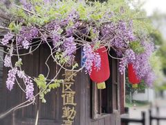 -嘉定紫藤园