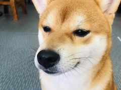 -柴源莊·柴小宠柴犬咖啡
