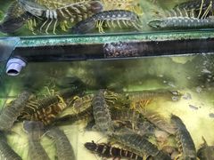 -ZF Seafood Restaurant 卓峰海鲜餐
