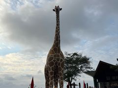 -西霞口神雕山野生动物世界