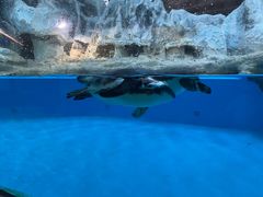 -帝企鹅自助餐厅•儿童岛•真企鹅(长隆企鹅酒店)