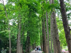 -上海滨江森林公园