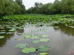 -溱湖国家湿地公园