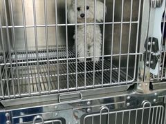 -宠福鑫康馨动物医院·骨科·眼科