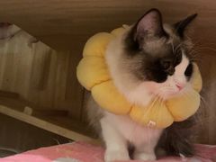 -艾吉宠物医院·疑难杂症转诊中心·猫友好(碧江路院)