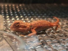 -酷以爬仙阁实体爬宠店·守宫·蜥蜴·专业繁育