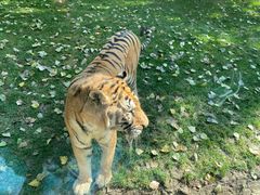 -北京野生动物园