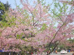 -武汉大学-樱园