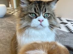 -More Fun猫咖 二十只万元加菲主题