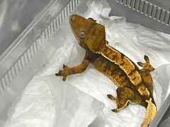 -酷以爬仙阁实体爬宠店·守宫·蜥蜴·专业繁育