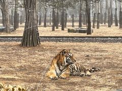 -秦皇岛野生动物园