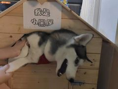 -Husky Go! 哈士奇体验馆·宠物咖啡厅狗咖