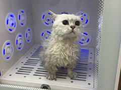 -PETKIT 小佩宠物·低压洗护·美容·寄养(安远店)