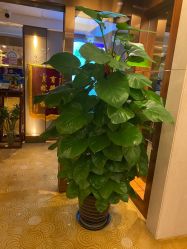 点击看大图 -琅悦月子会所(香格里拉旗舰店)