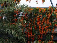 -香蜜公园