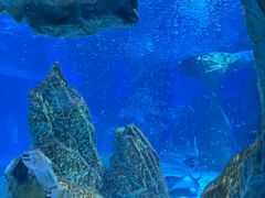 -海合安成都极地海洋公园