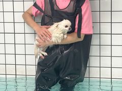 -柚子宠物(伊珊娜调理店)