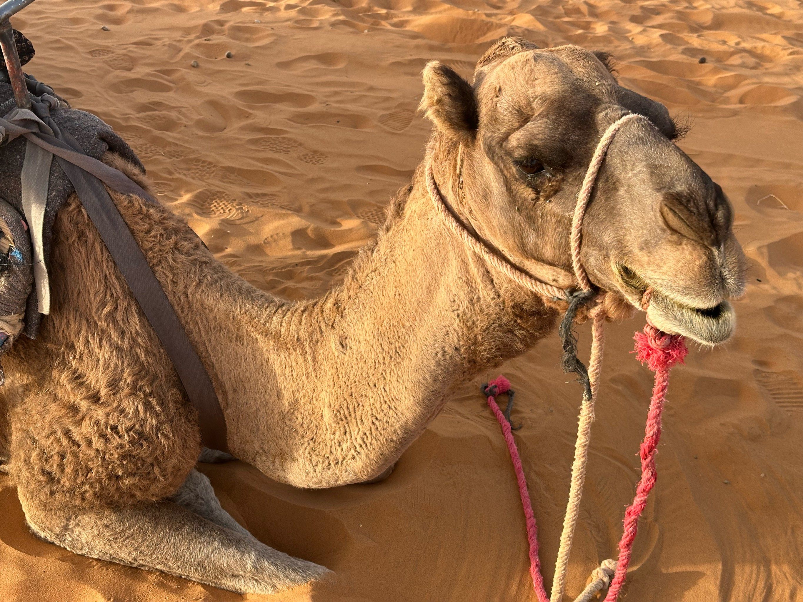 哭泣的骆驼,各种哀嚎声此起彼伏,惨不忍听