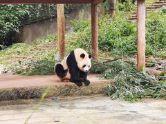 -中国大熊猫保护研究中心雅安碧峰峡基地