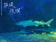 -泉城欧乐堡海洋极地世界