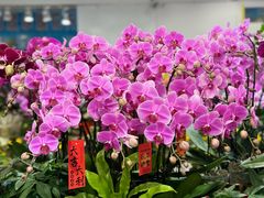 -双季花艺园艺市场(浦东店)