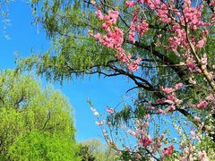 -上海共青森林公园