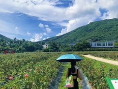 -亚龙湾国际玫瑰谷