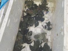-胶东海鲜大排档(北太平庄店)