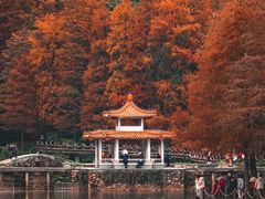-深圳仙湖植物园
