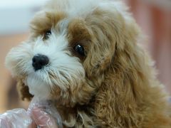 -翊宠yipet猫狗购宠庄园犬舍•猫舍