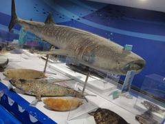 -渡海小渔村.老辈日照菜
