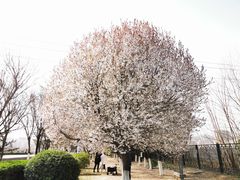 -西安青龙寺遗址景区