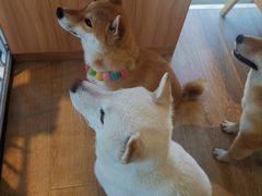 -南京Hallo宠物乐园·哈罗犬舍·柴犬繁育基地