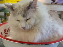-平行世界·猫咖(首经贸店)