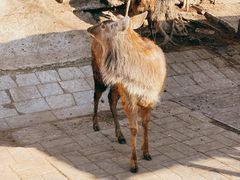 -北京鹿世界主题园