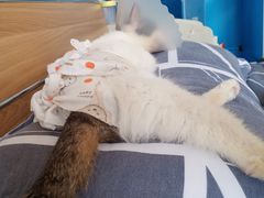 -瑞派·关忠动物医院·猫专科·犬专科(三环新城店)