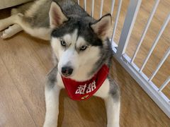 -Husky Go! 哈士奇体验馆·宠物咖啡厅狗咖