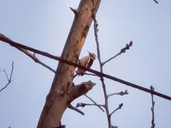 -泰山风景名胜区-普照寺